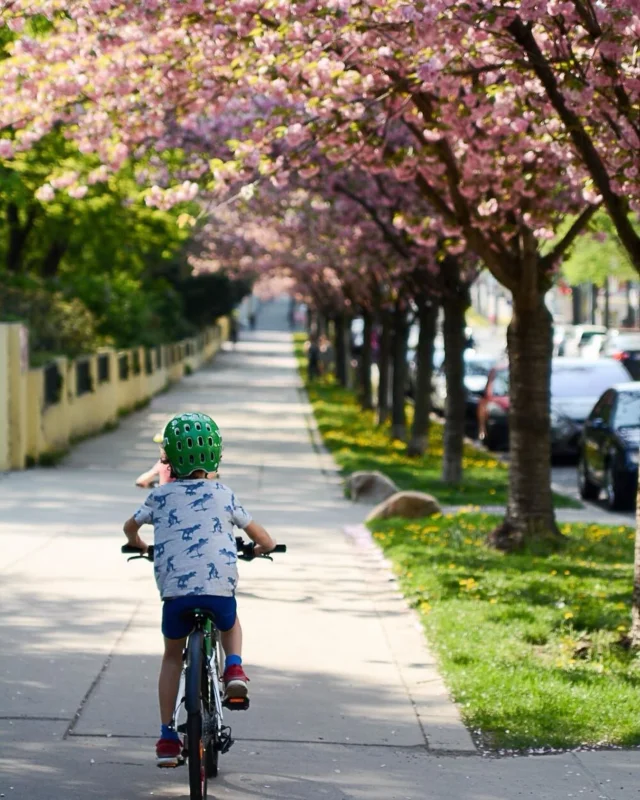With the blossom on the trees and the lambs in the fields right now it really is such a beautiful time of the year; and the perfect way to get out and soak it all in is on our bikes! Happy weekend everyone! 🌸🌸

#woombikes #kidsbikes #weekend #blossom #spring 

📷 @suchtdasglueck